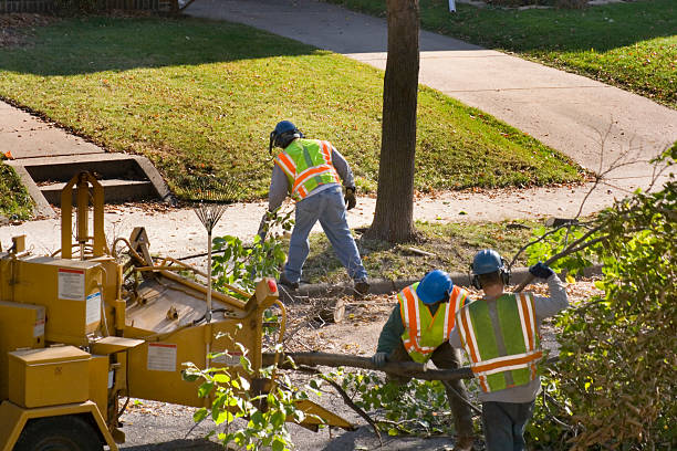 Reliable Highland, KS Tree Removal Solutions